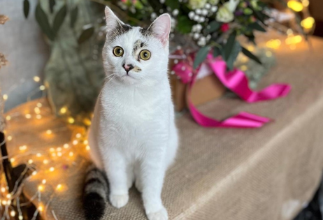 ARTHUR – We rescued Arthur at 3 weeks old after he was abandoned by his mother! He is a tiny cat with a huge personality. He loves exploring the garden, getting up to mischief and rugby tackling anything that moves!! This is one very spoiled baby!!!