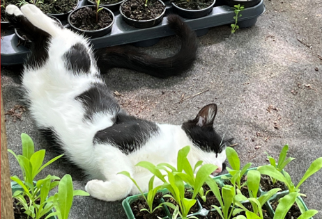 FERGUS – likes to sleep, a lot!! He loves the warmth of the green house and is found in there most days during the summer, guarding the plants!!!!. The biggest of our three cats, he really is a gentle giant.