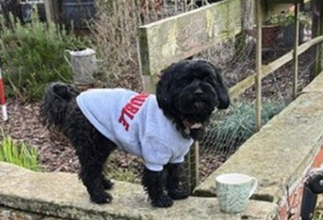 WALTER – our puppy. He’s my little shadow in the garden and workshop! He has a wonderful howl when he hears passing sirens, he has also perfected the art of sploofing and sniper crawling. As head of security he’s on constant guard, but if I’m honest, he’s much better at cuddles.