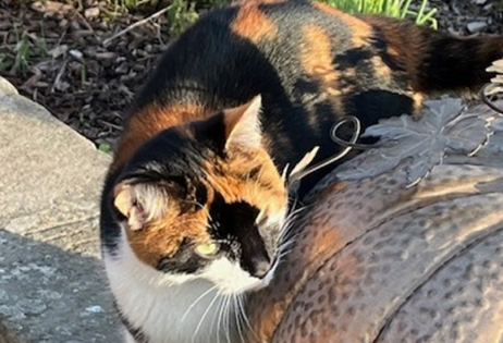 BETTY – our beautiful girl is named after my Mum. She is a clever, wise cat, brilliant at climbing and hunting, and keeps the boys in check, we often see her relaxing in the buddha bed and chasing butterflies.